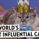 This Influencer Cat Makes More Money Than You
